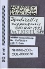 Etiketten zu Denticollis nipponensis (NHMW-ZOO-COL-0008676)